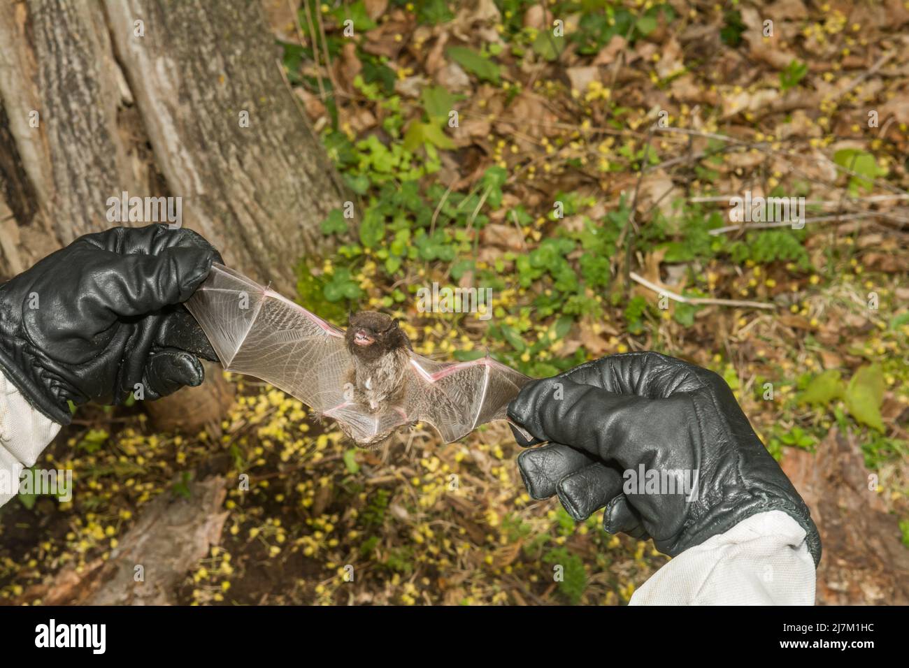 Un responsabile del controllo degli animali che ispeziona un pipistrello dai capelli d'argento per verificare la presenza di lesioni Foto Stock