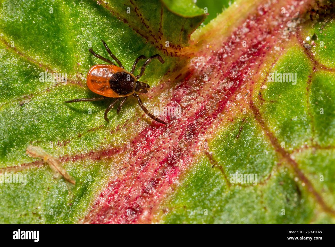 Tick con zampe nere - Ixodes scapularis Foto Stock