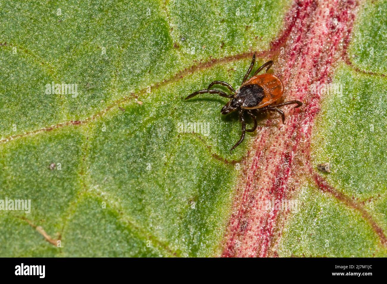 Tick con zampe nere - Ixodes scapularis Foto Stock