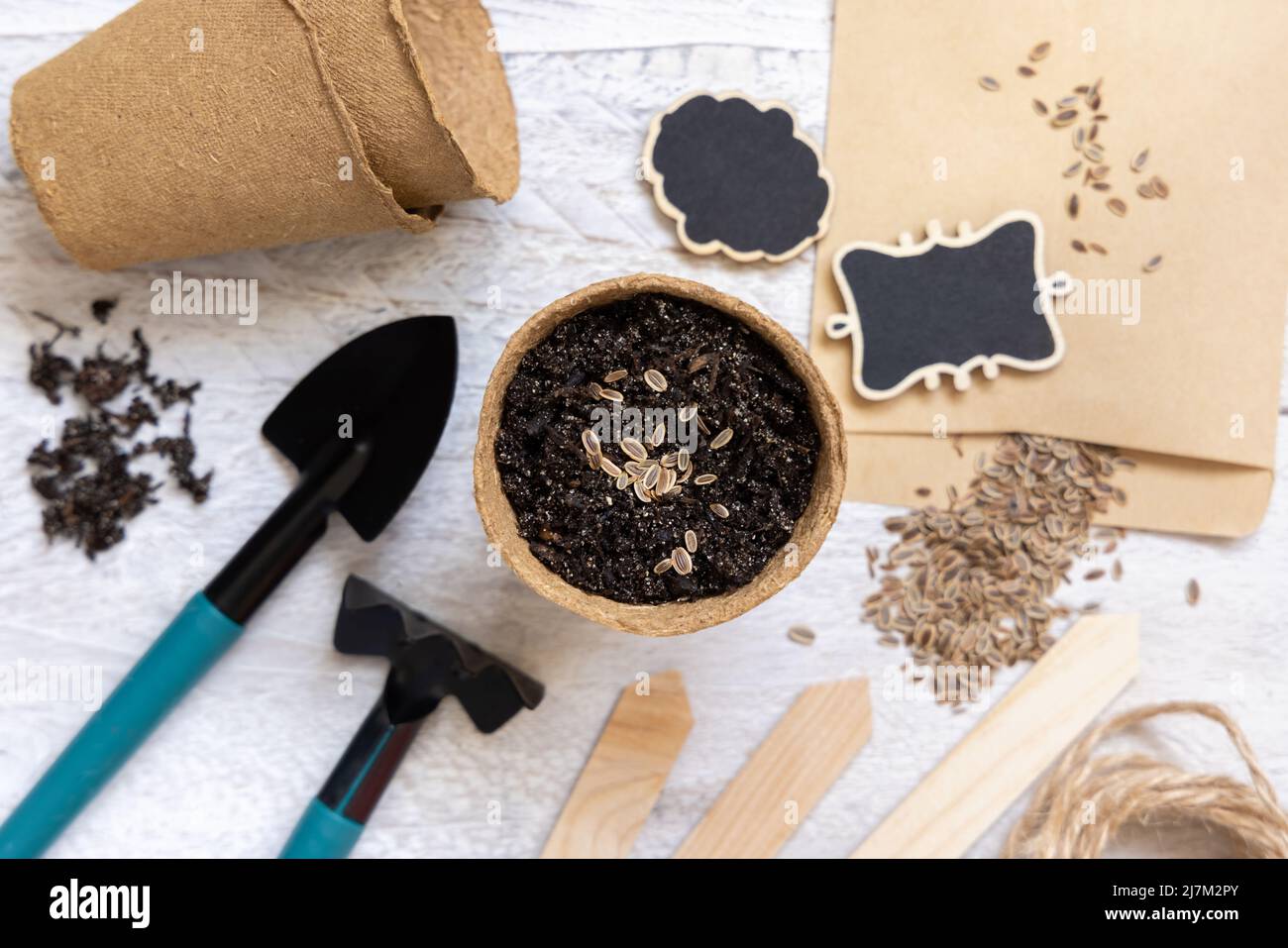 Semi di aneto, pentole biodegradabili e vista dall'alto degli attrezzi da giardino. Pianta di casa, giardinaggio interno e germinazione semi di erbe, su tavola bianca di legno Foto Stock