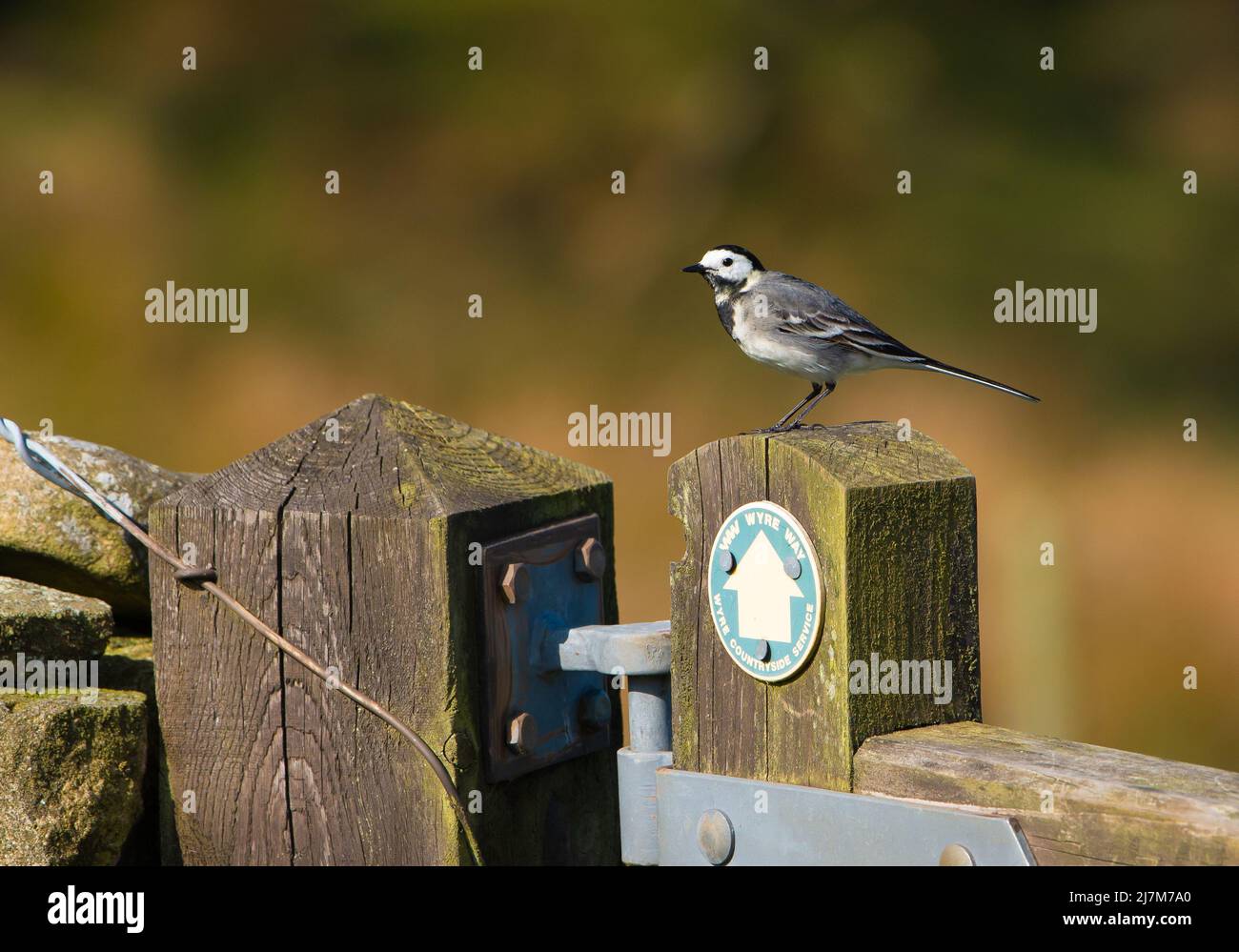 Una coda di pied appollaiata su un cancello di legno, Marshaw, Lancaster, Lancashire, Regno Unito Foto Stock