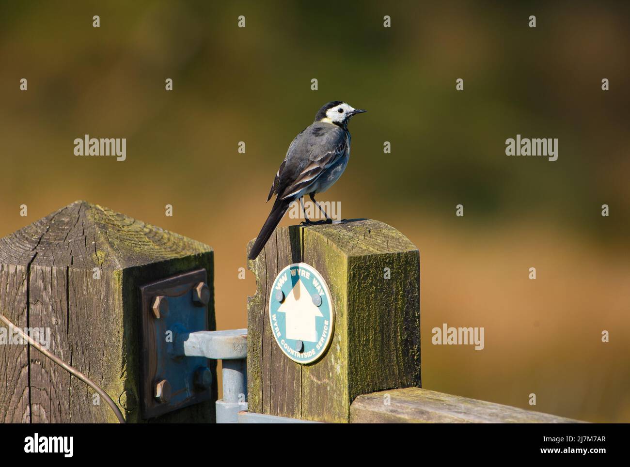 Una coda di pied appollaiata su un cancello di legno, Marshaw, Lancaster, Lancashire, Regno Unito Foto Stock