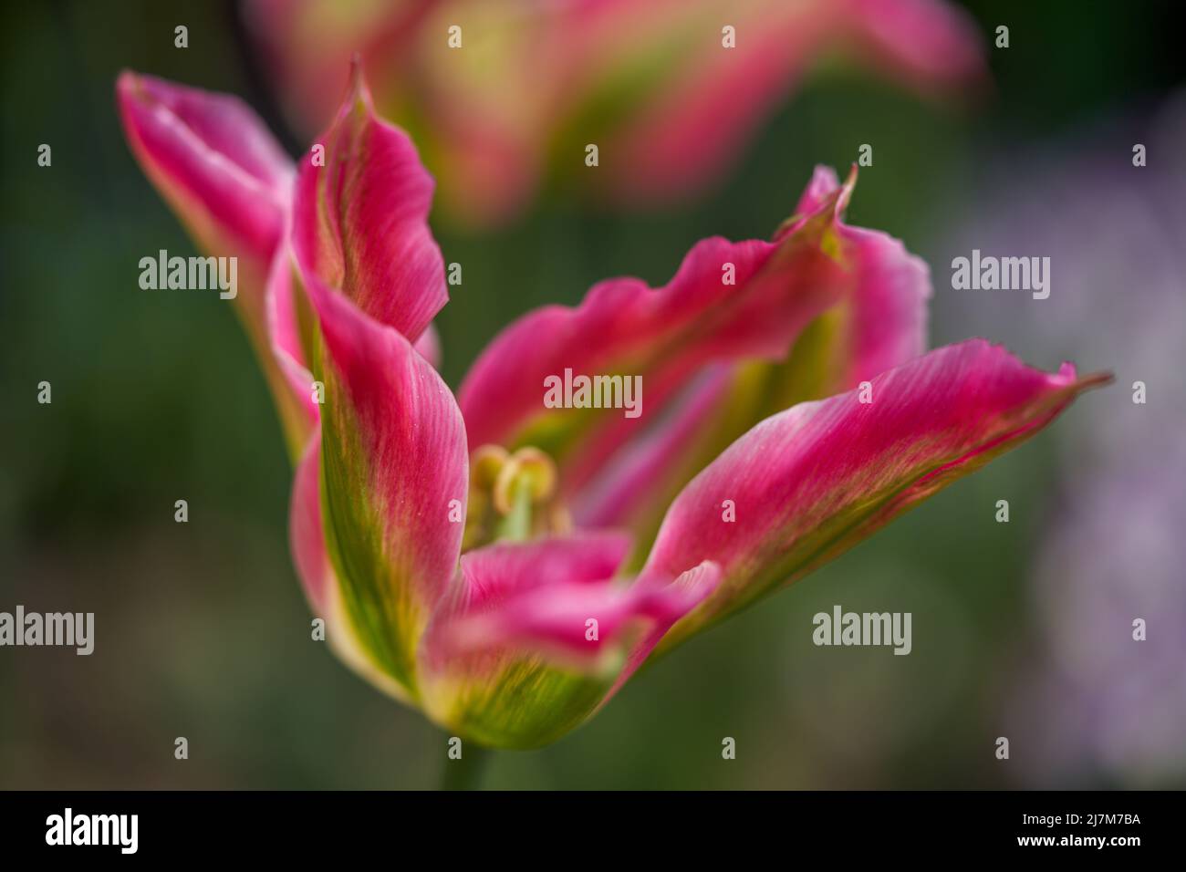 Lussureggiante, colorato fantasia rosso verde bianco tulipano tulipa fiori fiore tulipa in primo piano Foto Stock Lussureggiante, colorato fantasia rosso verde bianco tulipano tulipa fiori fiore tulipa in primo piano Foto Stock