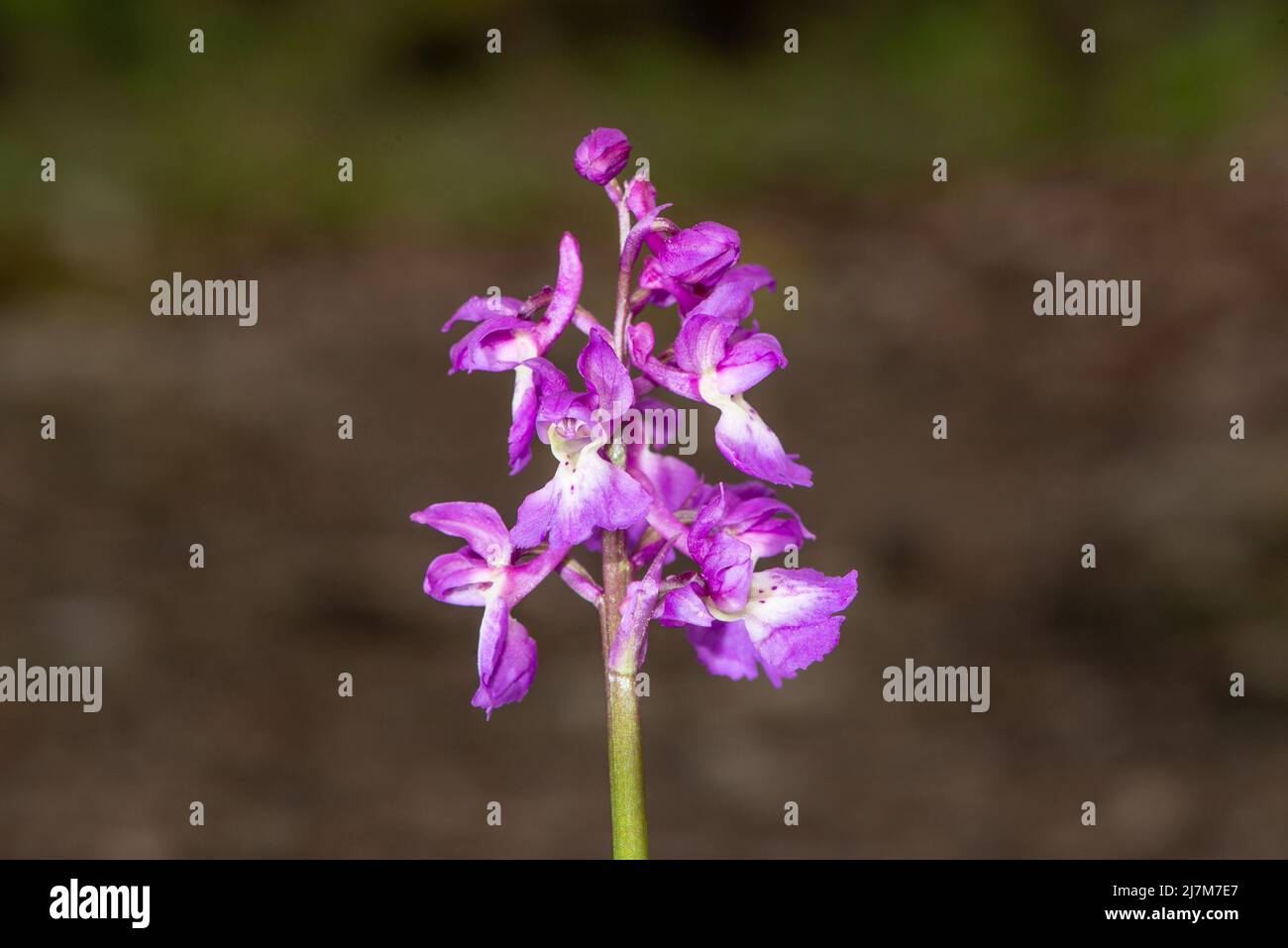 Un orchidea viola precoce, Arnside, Milnthorpe, Cumbria, Regno Unito Foto Stock