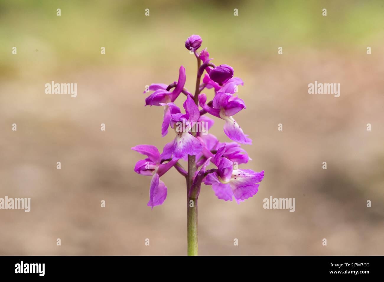 Un orchidea viola precoce, Arnside, Milnthorpe, Cumbria, Regno Unito Foto Stock