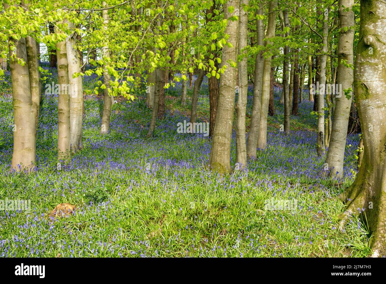 Un legno di bluebell, Chipping, Preston, Lancashire, Regno Unito. Foto Stock