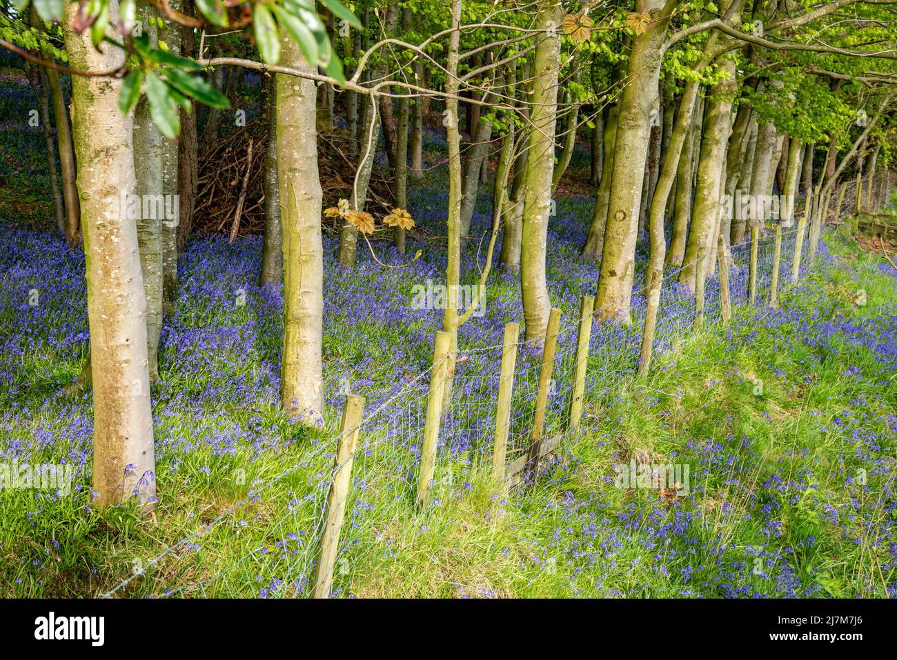 Un legno di bluebell, Chipping, Preston, Lancashire, Regno Unito. Foto Stock
