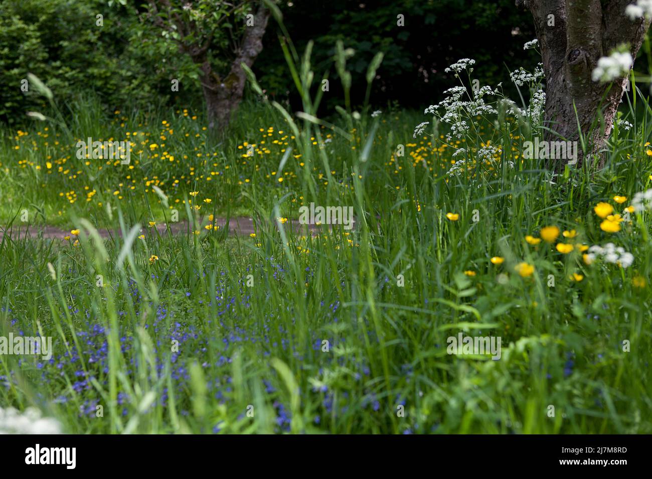 Un giardino lasciato inamposto per incoraggiare i fiori selvatici contiene prezzemolo di vacca (Anthriscus sylvestris), coppe di farfalle (Ranunculus) e speedwell (Veronica) Foto Stock