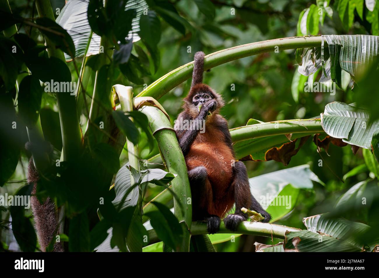 Scimmia ragno di Geoffroy (Ateles geoffroyi) o scimmia ragno ornata (Ateles geoffroyi ornatus), Parco Nazionale di Corcovado, Penisola di Osa, Costa Rica Foto Stock