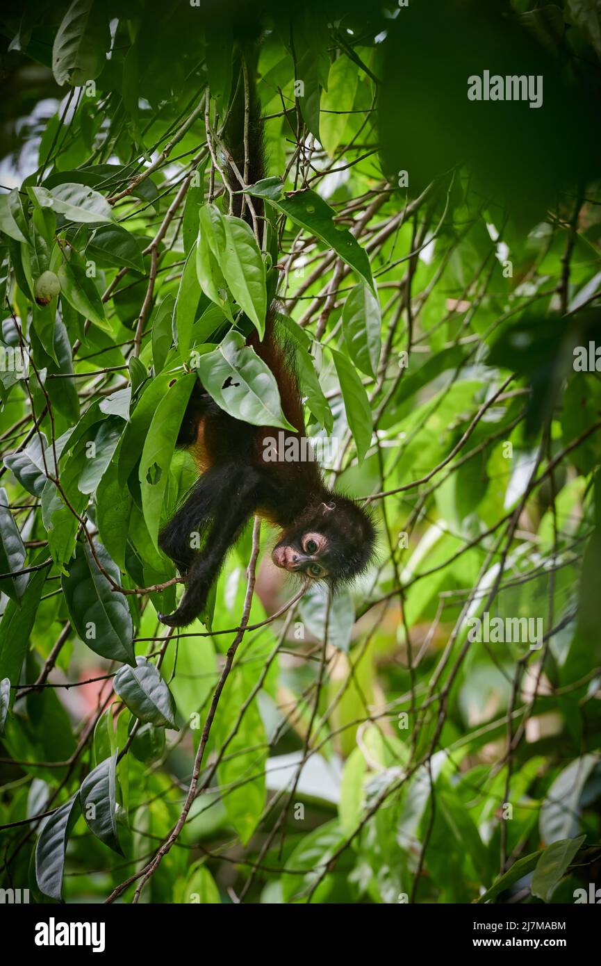 Bambino di scimmia ragno di Geoffroy (Ateles geofroyi) o scimmia ragno ornata (Ateles geoffroyi ornatus), Parco Nazionale di Corcovado, Penisola di Osa Foto Stock