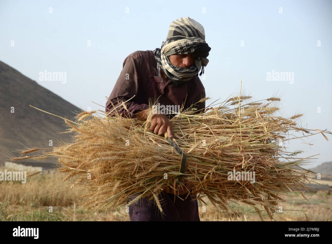 Kandahar, Afghanistan. 9th maggio 2022. Un agricoltore afghano raccoglie grano nel distretto di Zhari nella provincia di Kandahar, Afghanistan, 9 maggio 2022. Il governo portatore guidato dai talebani ha accelerato i suoi sforzi per risolvere i problemi che gli agricoltori afghani devono affrontare. Credit: Sanaullah Seiam/Xinhua/Alamy Live News Foto Stock