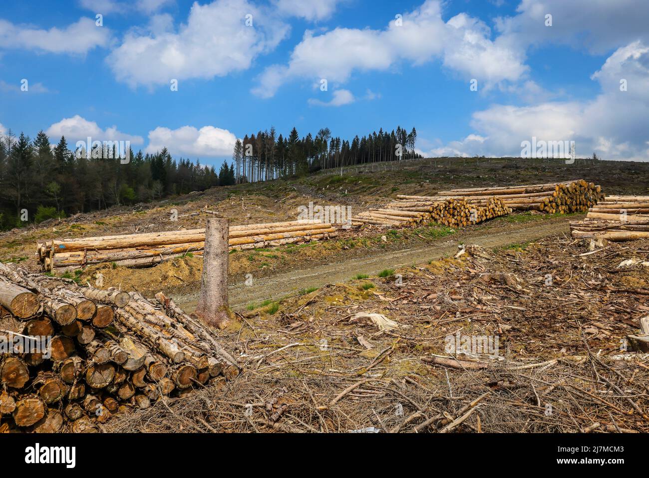 Hilchenbach, Renania Settentrionale-Vestfalia, Germania - Dieback forestale nel distretto di Siegen-Wittgenstein in Sauerland, siccità e danni da coleotteri di corteccia spru Foto Stock