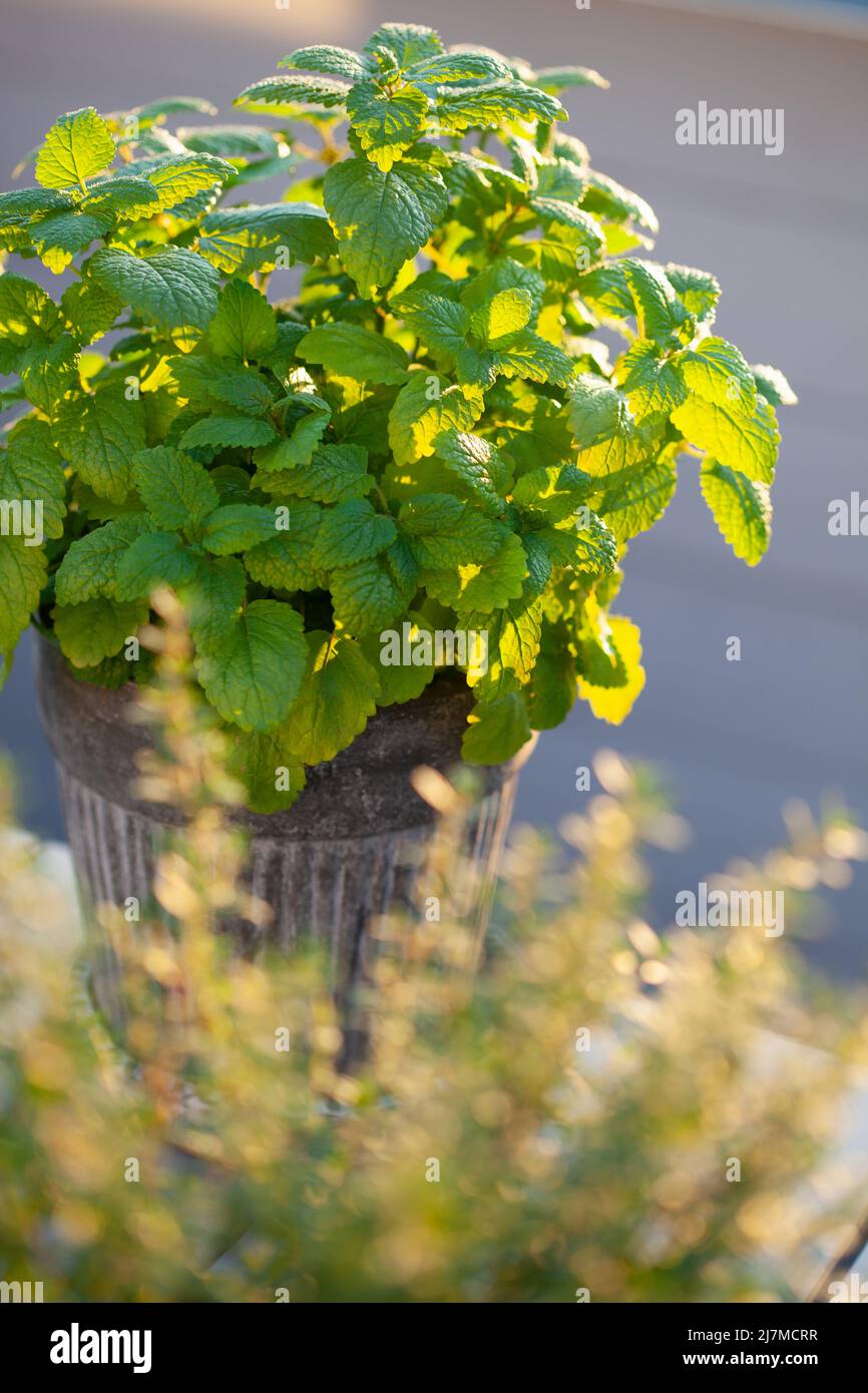 balsamo di limone (melissa) e timo erba in vaso su balcone, contenitore urbano giardino concetto Foto Stock