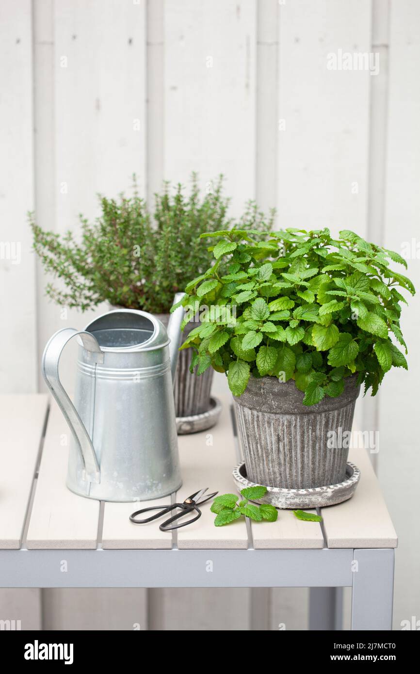 balsamo di limone (melissa) e timo erba in vaso su balcone, contenitore urbano giardino concetto Foto Stock