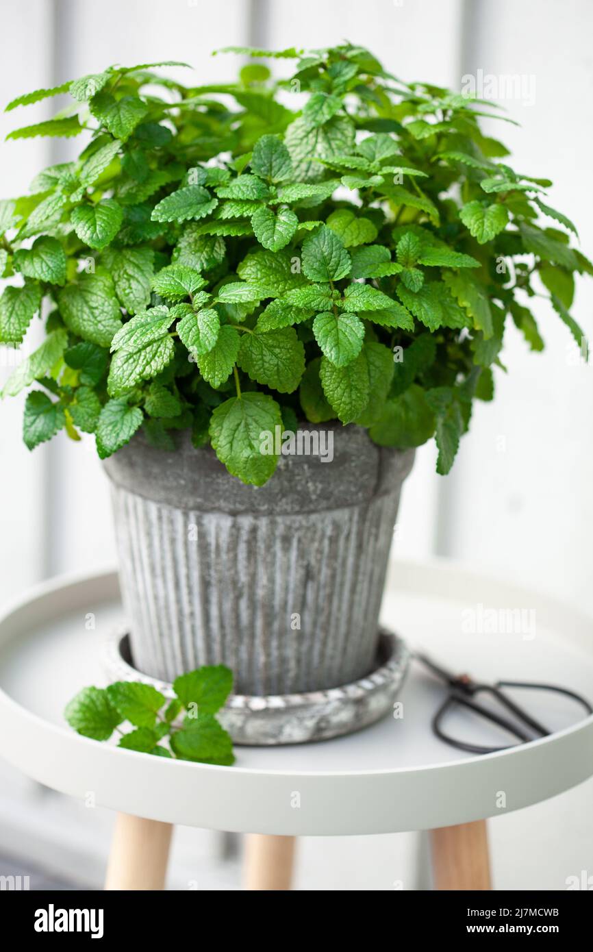 balsamo di limone (melissa) erba in vaso di fiori sul balcone, concetto di giardino contenitore urbano Foto Stock