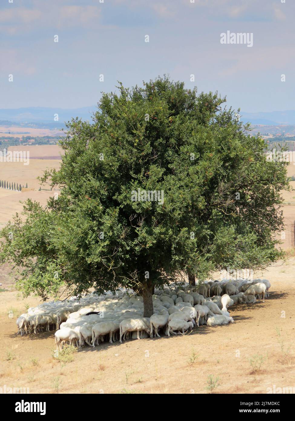 Italia, pecore in Toscana si nascondono dal sole estivo sotto un albero. Foto Stock