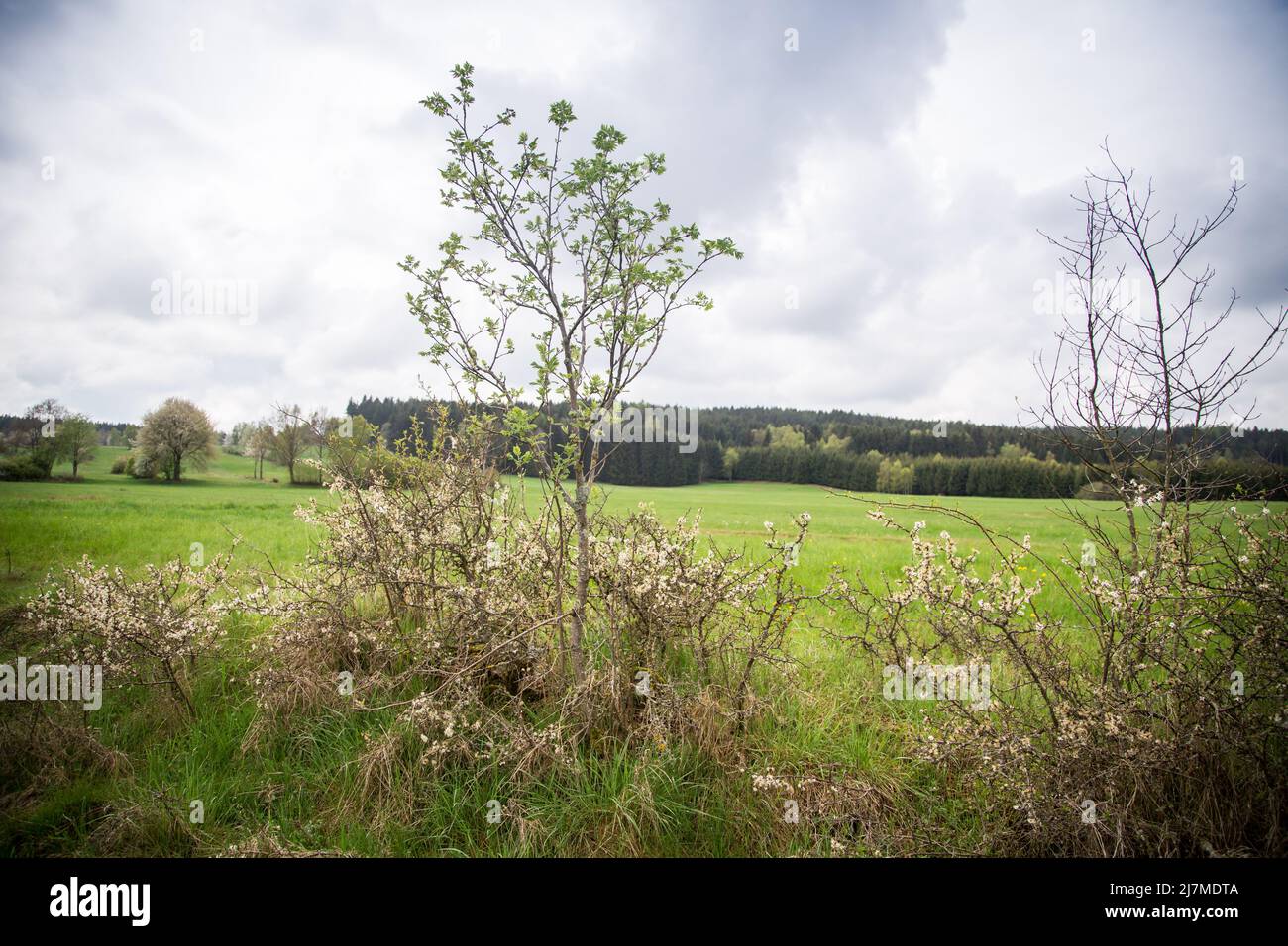 Cespugli selvatici in un giardino naturale, in primavera Foto Stock