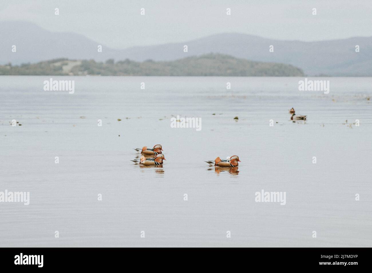 Anatre Mandarin, Loch Lomond, Scozia Foto Stock