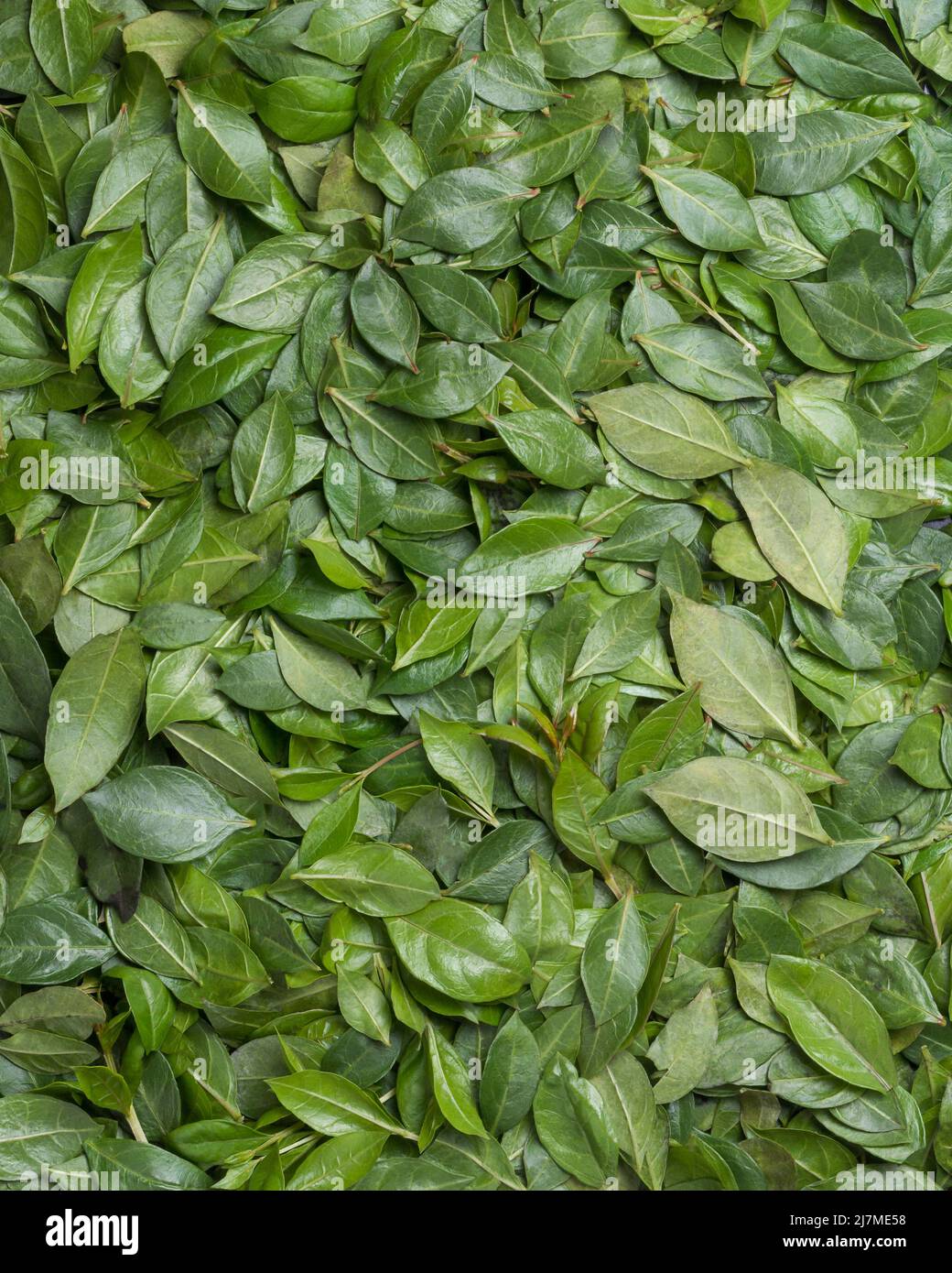 henné fresco anche conosciuto come foglie di mehndi, foglie di erbe fondo, preso dall'alto Foto Stock