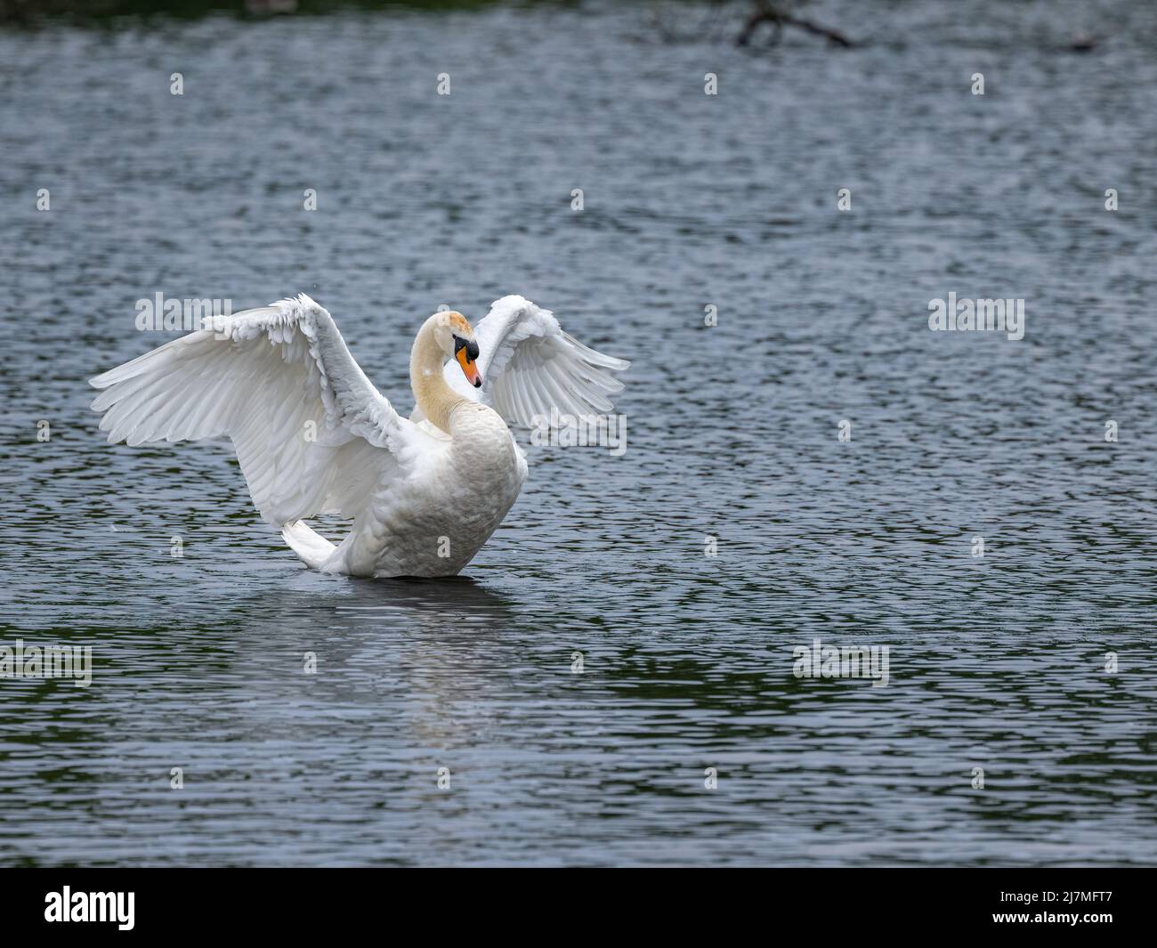 Mute Swan, colore Cygnus con ali sparse su un laghetto. Riserva naturale del Regno Unito in primavera. Foto Stock