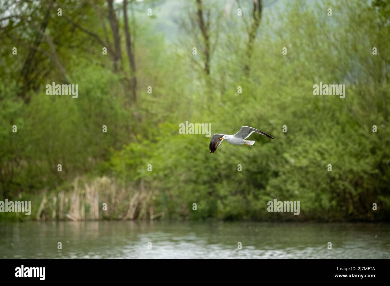 Gabbiano aringa adulto in volo. Gull aringa adulto, Larus argentatus in volo su un lago. Foto Stock