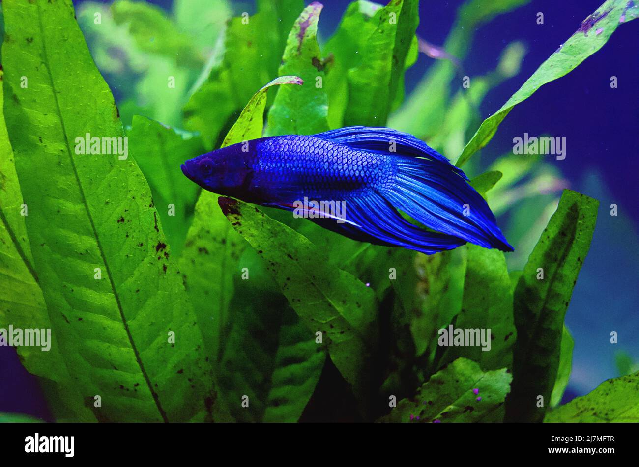 Blue PET Beta Pesce nuoto contro piante verdi Foto Stock