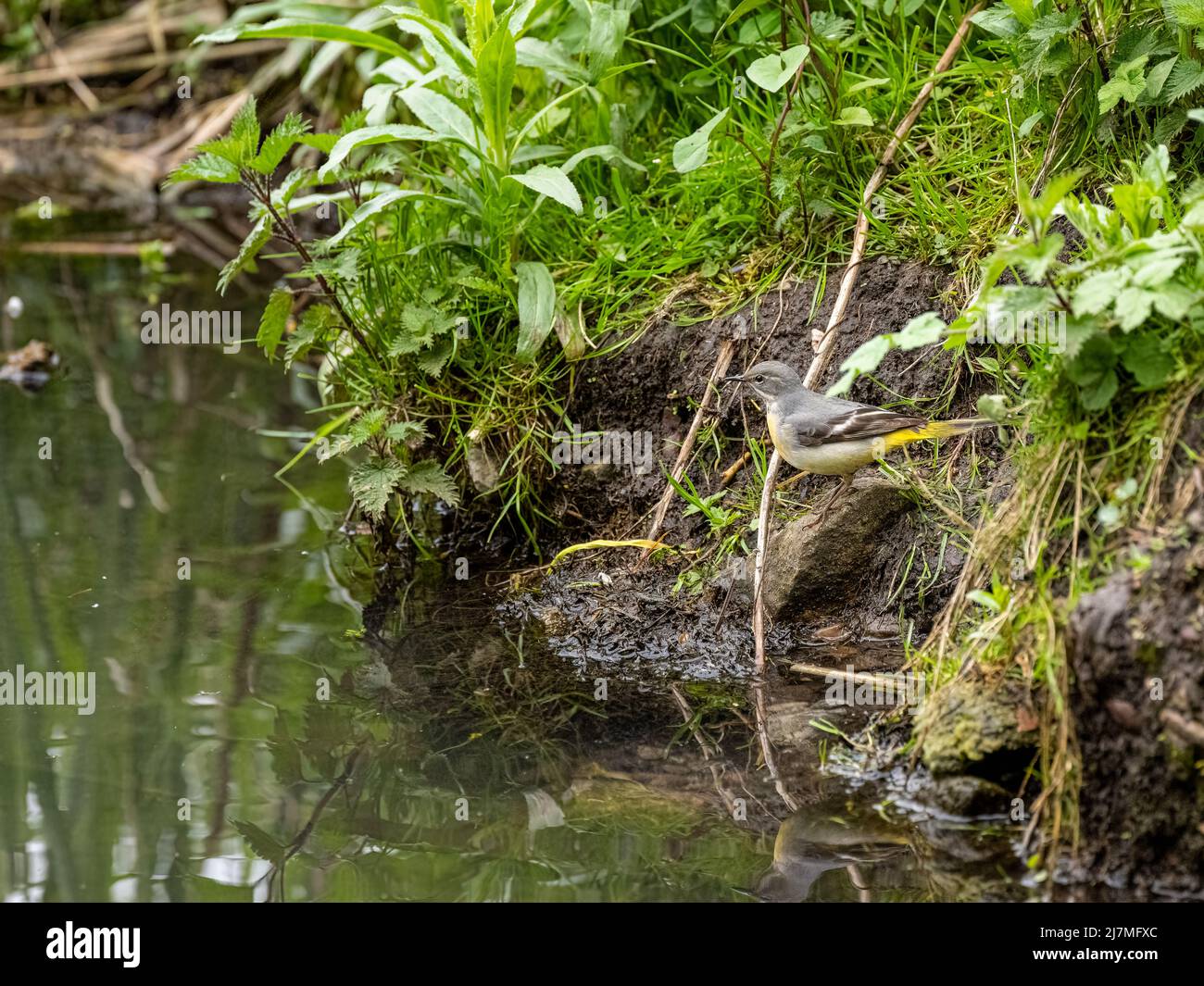 Una Gray Wagtail, Motacilla cinerea in piedi su una roccia della riva del fiume con riflessione nel Regno Unito. Foto Stock
