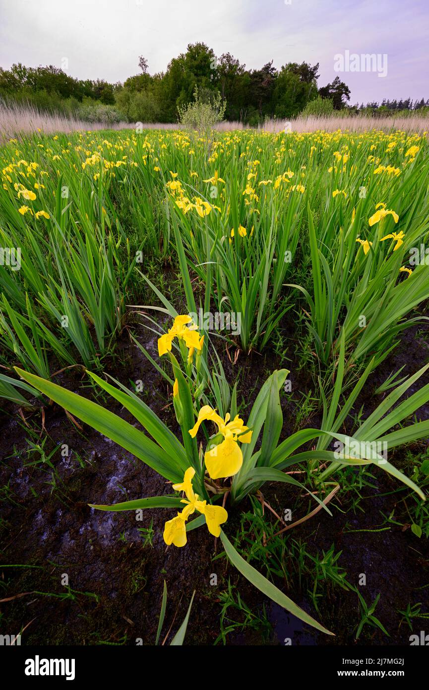 Fiori gialli dell'iride Foto Stock