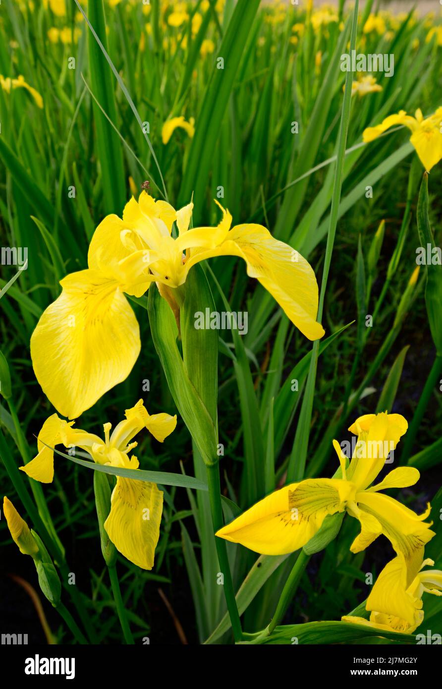 Fiori gialli dell'iride Foto Stock