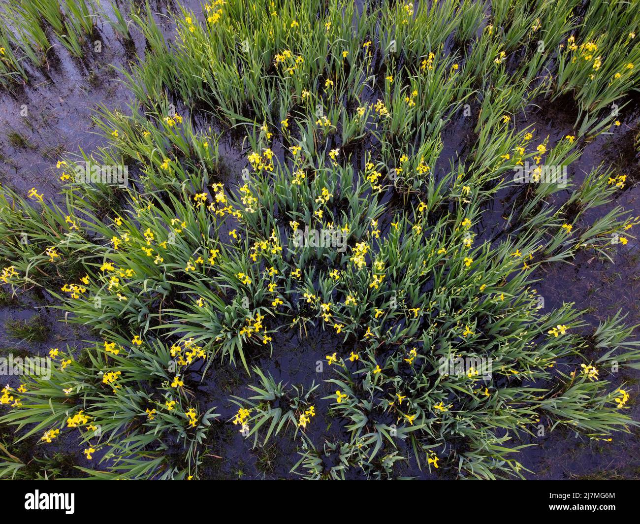 Campo di fiori gialli dell'iride in una zona umida Foto Stock