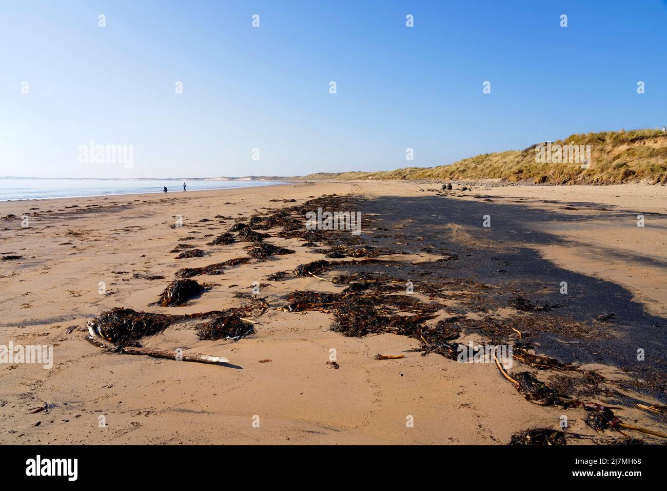 La bassa marea sulla spiaggia di East Chevington Bay rivela alghe lavate e piccole particelle di carbone. Foto Stock