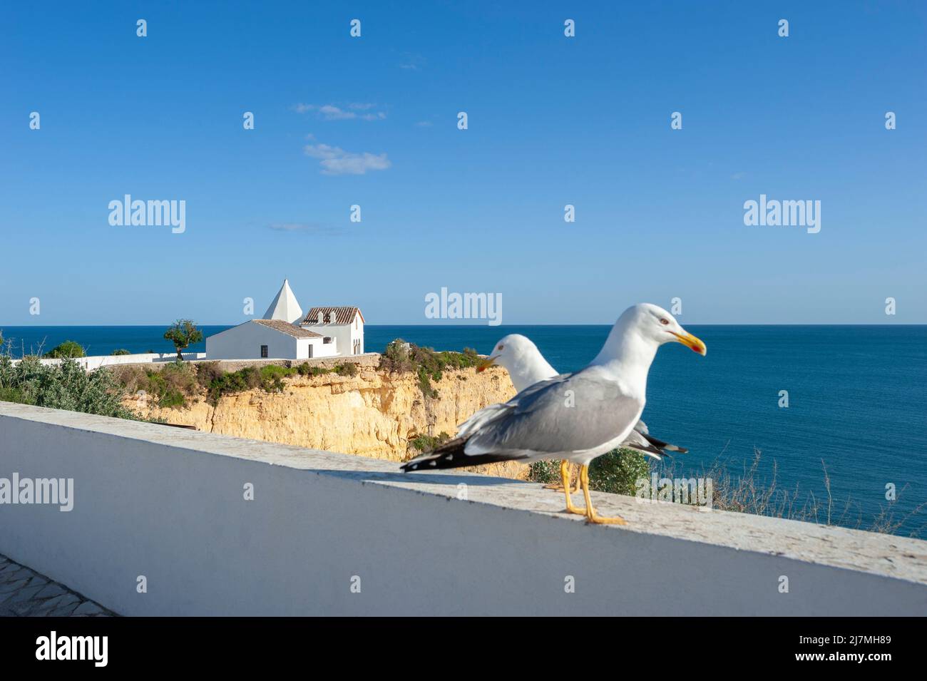 Gabbiani a zampe gialle (Larus michahellis) di fronte alla Cappella di Nossa Senhora da Rocha, Armacao de Pera, Algarve, Portogallo, Europa Foto Stock