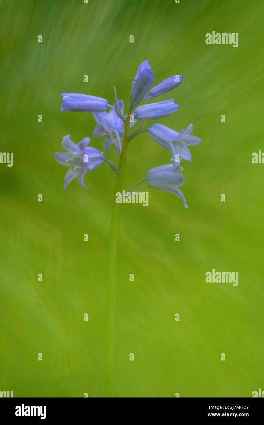 Squisito fiore di Bluebell, (Hyacinthoides non-scripta), fotografato su uno sfondo verde semplice fogliame Foto Stock