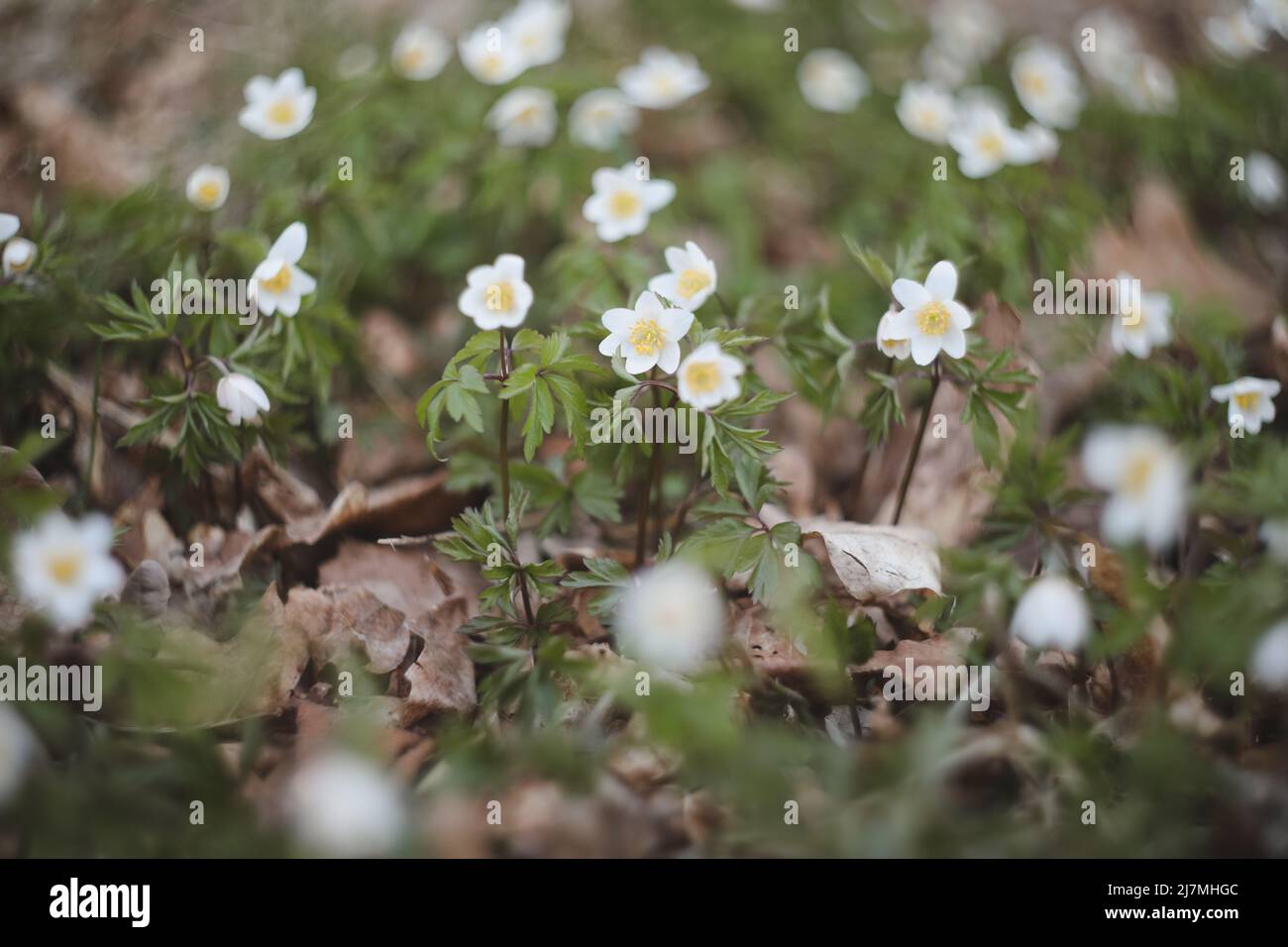 Bellissimo sfondo primaverile con fiori di anemoni bianchi nei boschi primaverili. Primavera, messa a fuoco selettiva Foto Stock