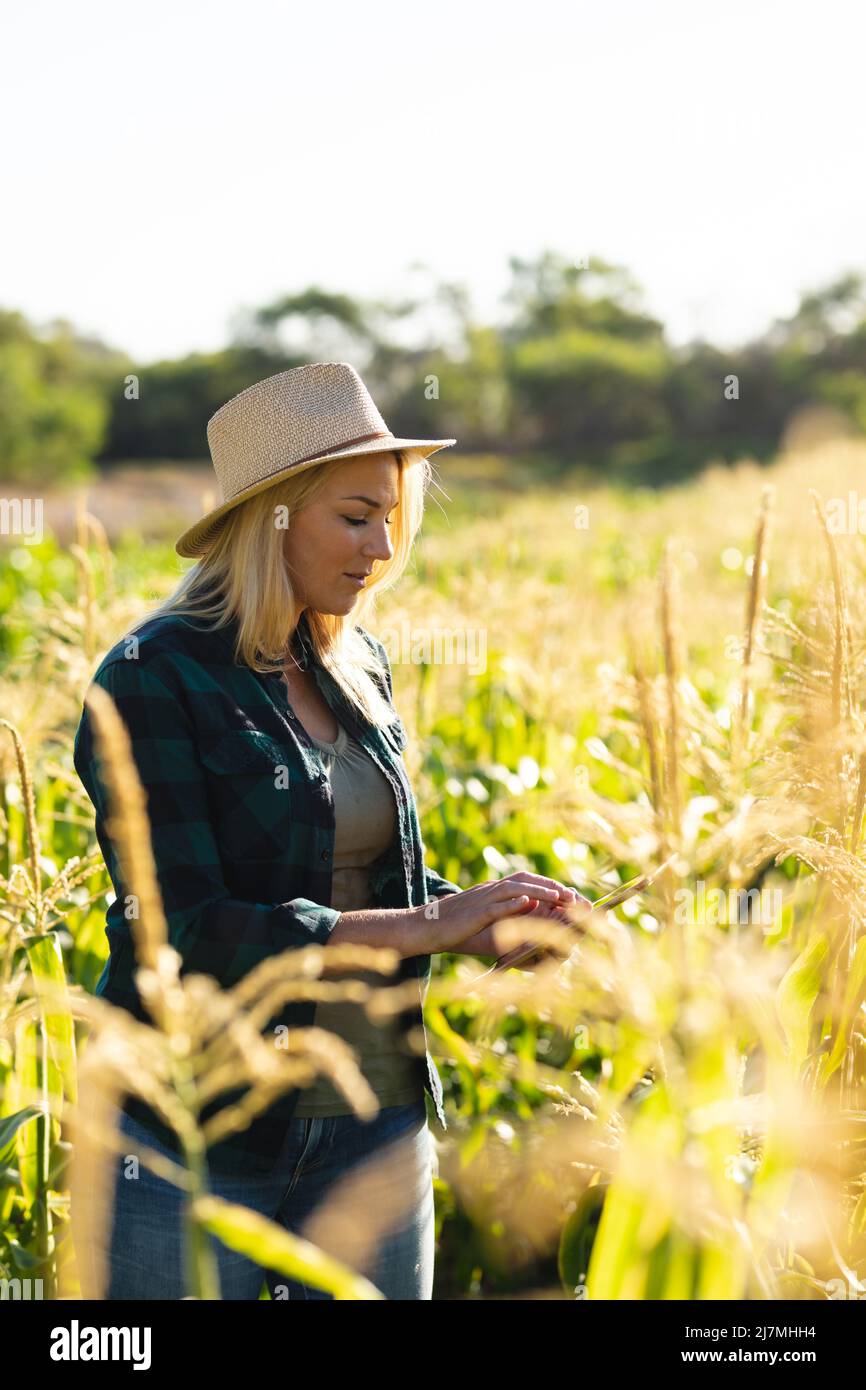 Agronomo femminile caucasico medio adulto usando il tablet digitale mentre si trova in mezzo alle colture in fattoria Foto Stock