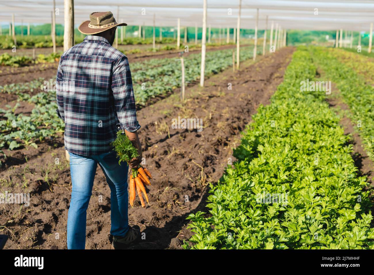 Vista posteriore di uomo di metà adulto africano americano che indossa cappello che tiene le carote mentre cammina in serra Foto Stock