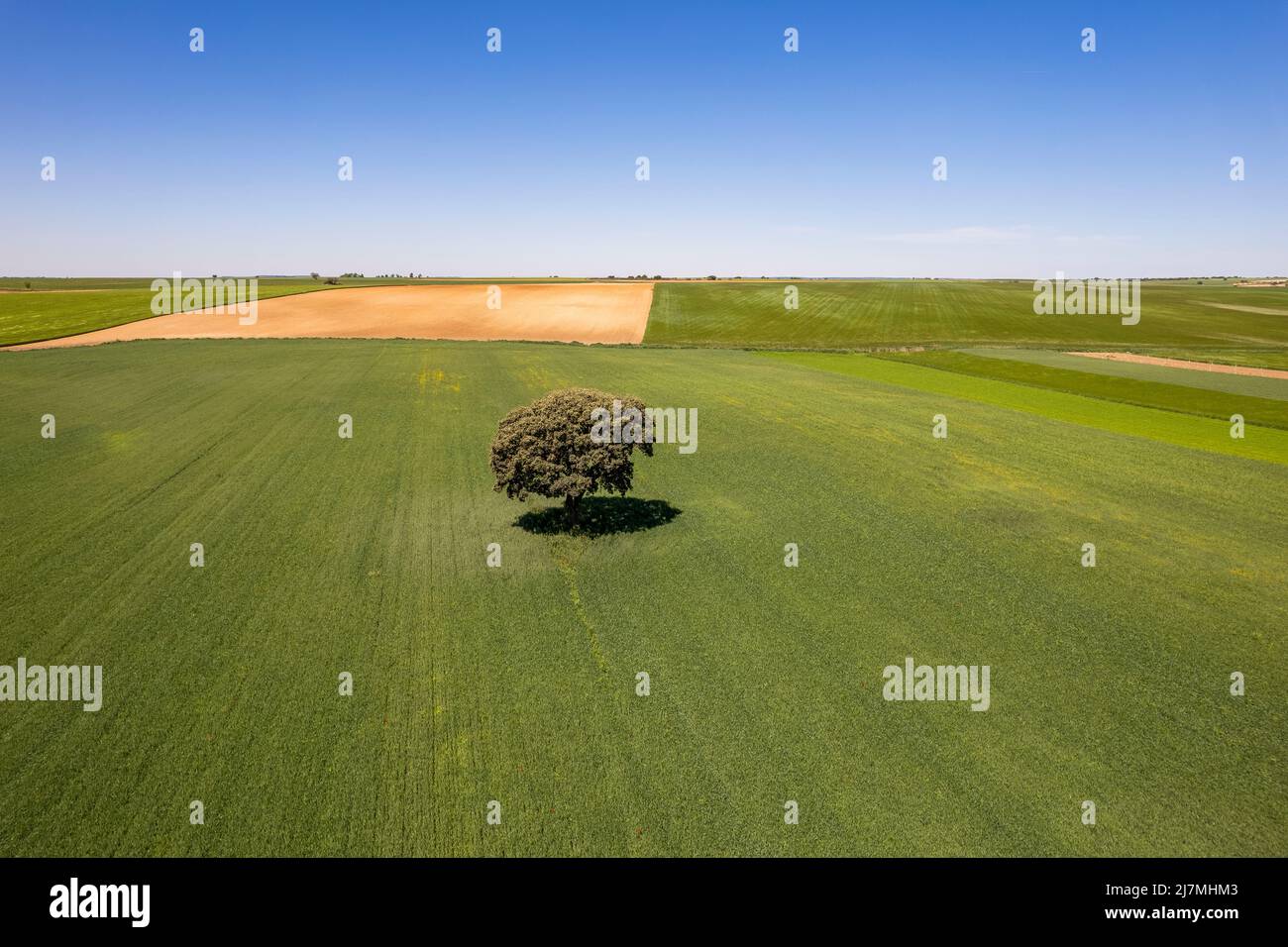 Veduta aerea di un campo coltivato, Castilla-la Mancha, Spagna Foto Stock