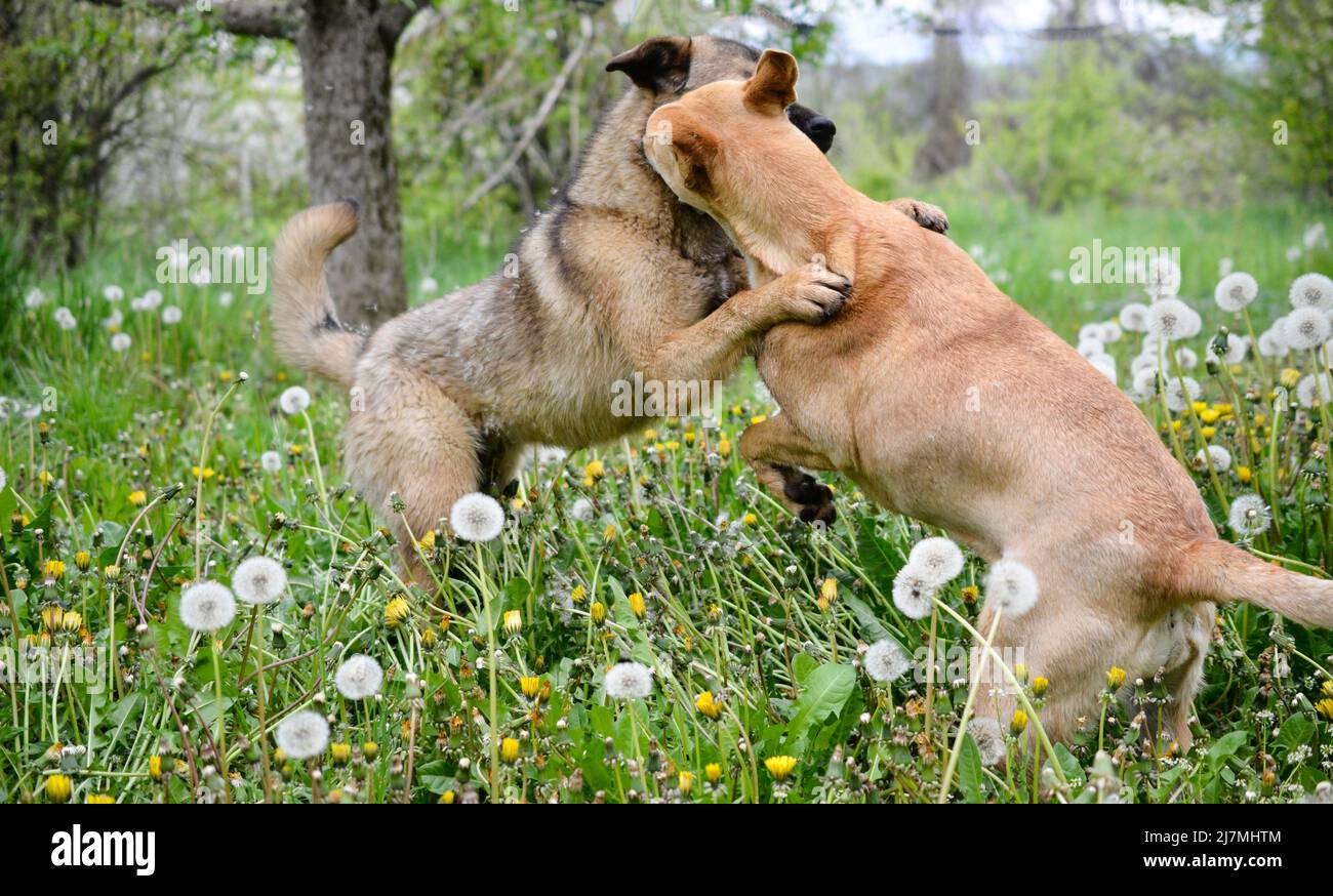 Due cani che giocano nella natura. Sembra come scontro o lotta Foto Stock