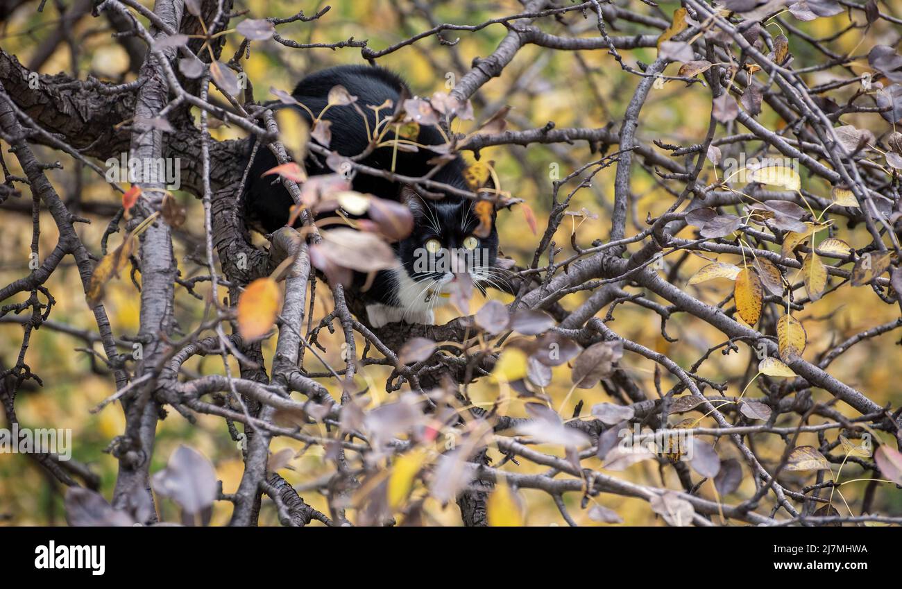 Un gatto bianco e nero siede nei rami di un albero e osserva curioso e attento. Il gatto sale e caccia su un albero autunnale. Foto Stock