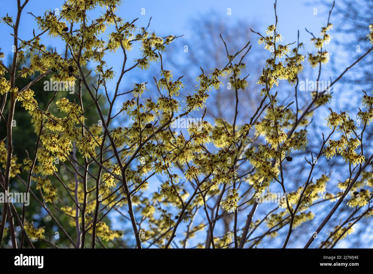 Vibranti steli gialli fioriti di Hamamelis x intermedia 'Arnold Promise' / nocciola strega, tardo inverno Foto Stock