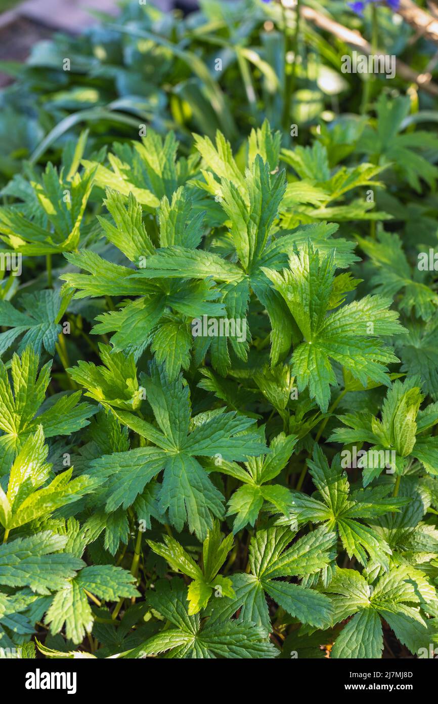 Astrantia foglie / fogliame solo (Astrantia Major subsp. Involucrata 'Shaggy' / Masterwort) Foto Stock