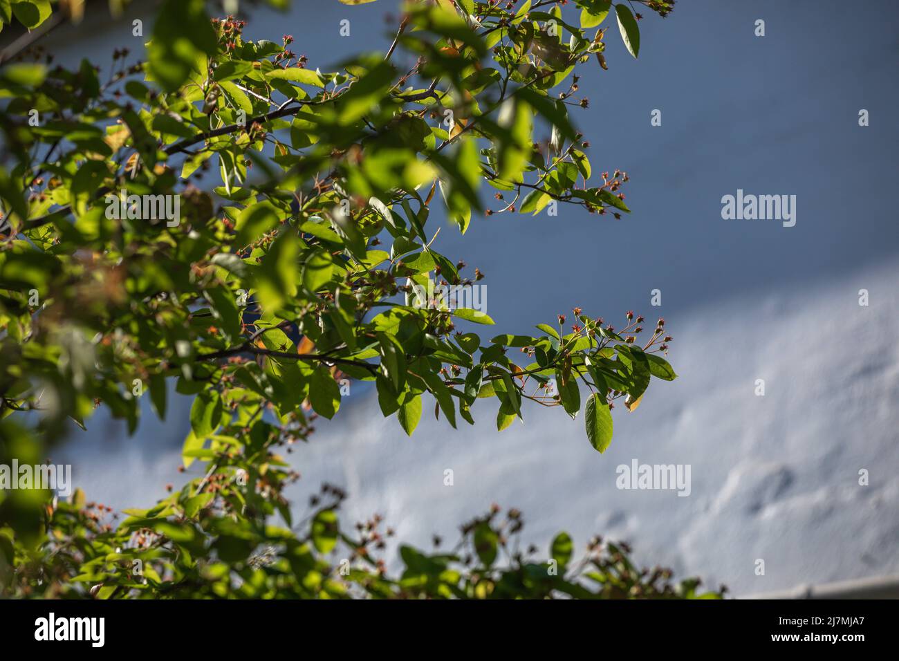 Amelanchier lamarckii dopo la fioritura, la frutta comincia a svilupparsi Foto Stock