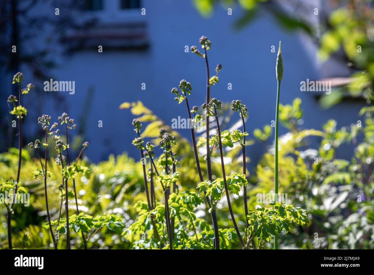Thalictrum 'calze nere' poco prima della fioritura Foto Stock