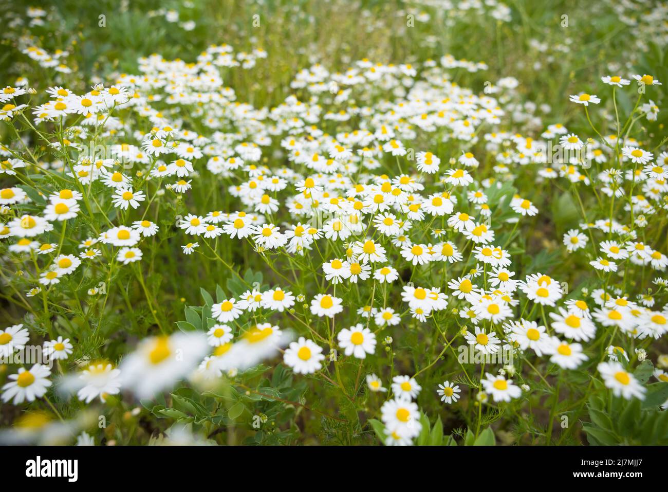 Fiori di camomilla, piante selvatiche che crescono in un campo nella campagna del Regno Unito Foto Stock