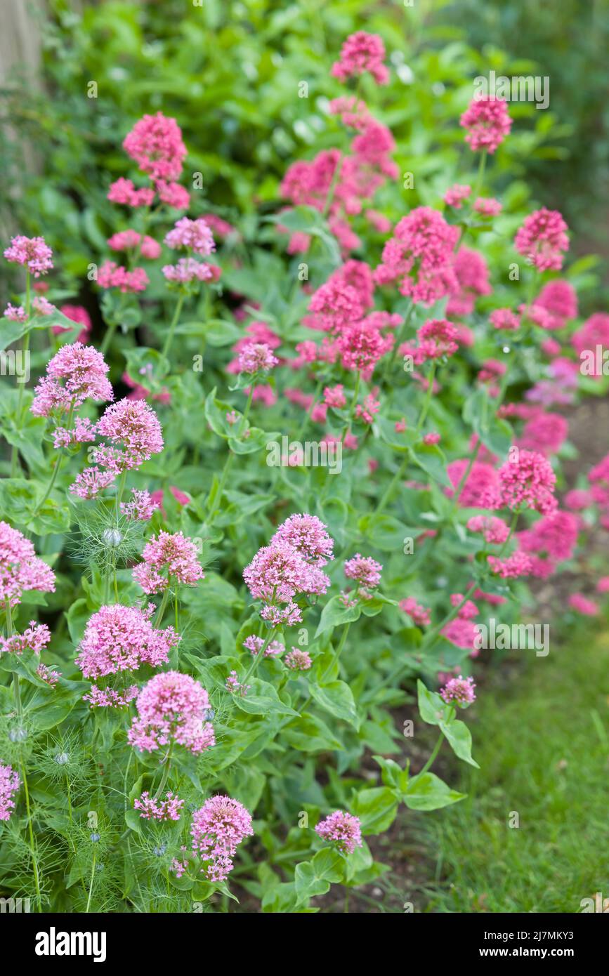 Pianta di fioritura valeriana che cresce in un bordo di fiori da giardino britannico. (Valeriana officinalis) Foto Stock