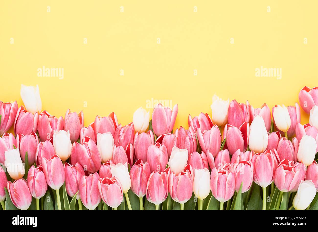 Tulipani rosa e bianco su sfondo giallo. Festa della mamma, giorno di San Valentino, concetto di festa di compleanno. Disposizione piatta, spazio di copia per il testo Foto Stock