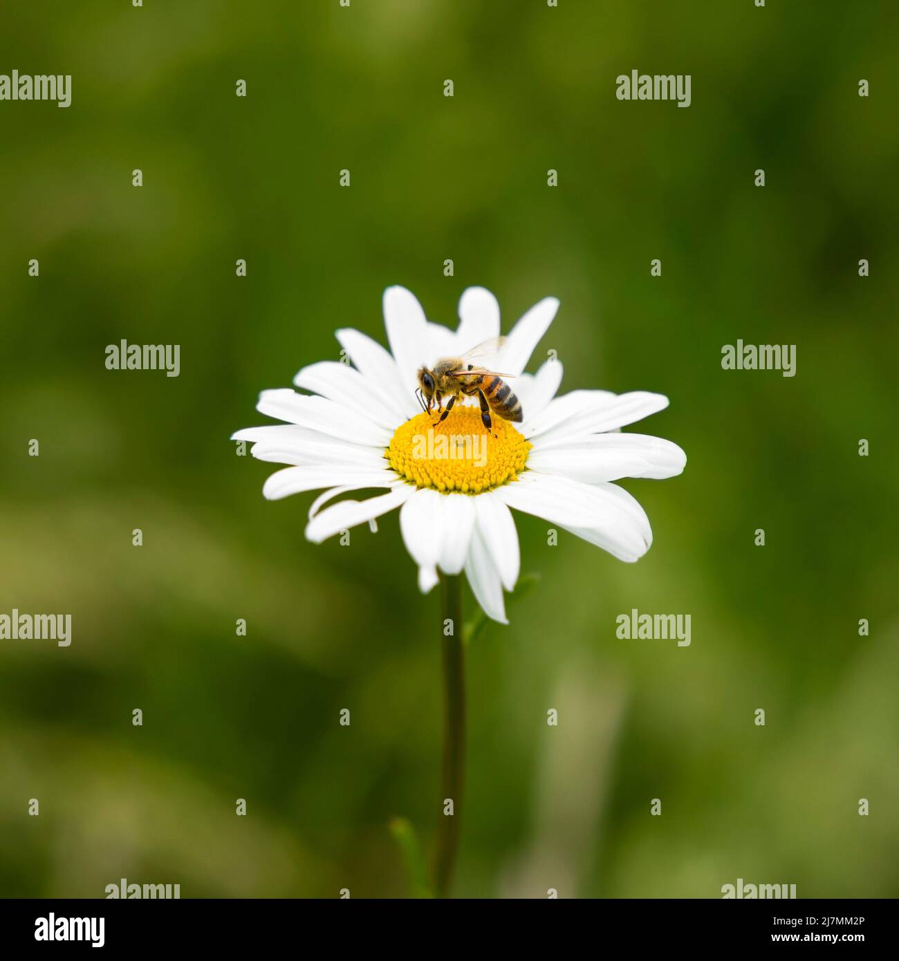 Ape di miele, Apis mellifera, su un fiore di camomilla, un fiore singolo su una pianta di margherita, campagna britannica Foto Stock