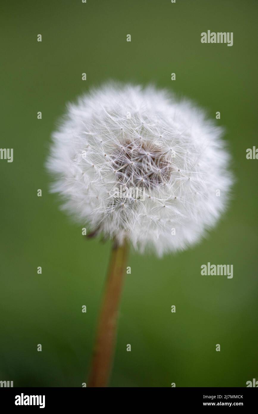 Piante e ornamenti da giardino Foto Stock