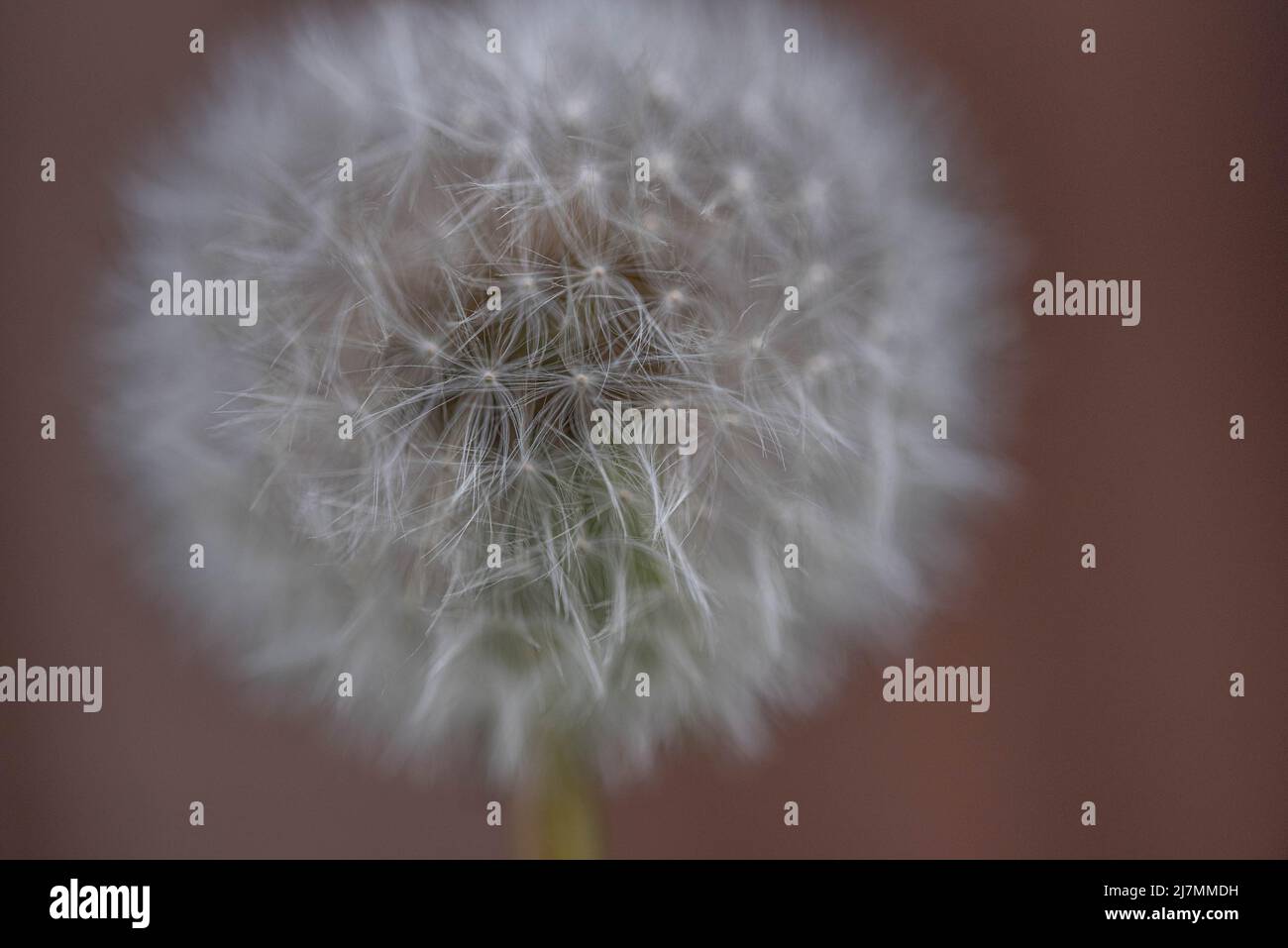 Piante e ornamenti da giardino Foto Stock