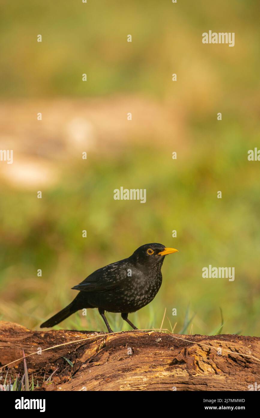 Blackbird, Turdus merula, foraging per il cibo, primavera in Surrey Foto Stock